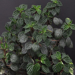 Peperomia meridana
