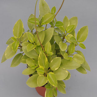 Peperomia orba 'Variegata'