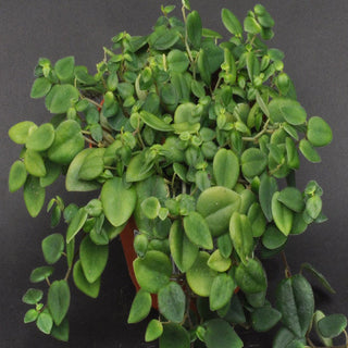 Peperomia perciliata (Panama species)