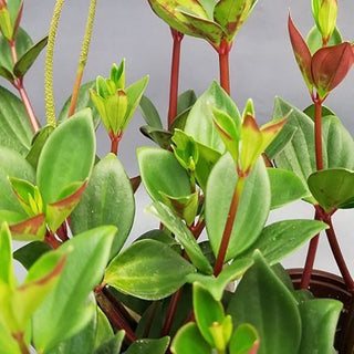 Peperomia pereskiifolia