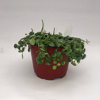 Peperomia prostrata