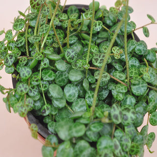 Peperomia prostrata