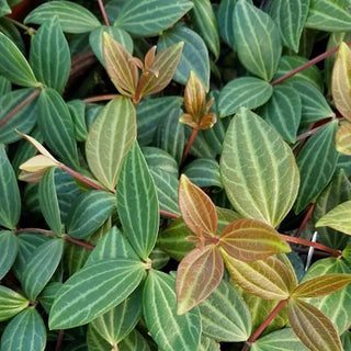 Peperomia puteolata