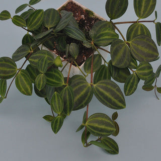 Peperomia quadrangularis