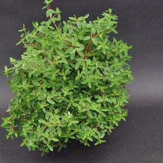 Peperomia rubella