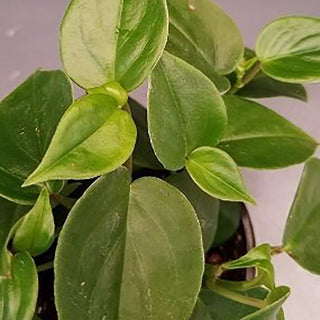 Peperomia scandens
