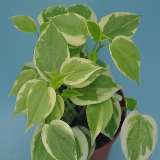 Peperomia scandens 'Variegata'