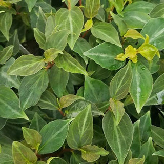 Peperomia velutina