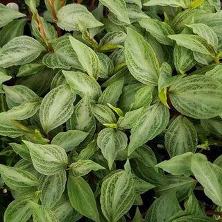 Peperomia velutina 'bicolor'