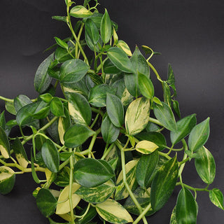 Peperomia viridis 'variegata'