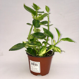 Peperomia viridis variegata