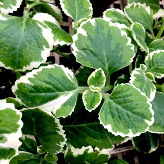 Plectranthus amboinicus 'variegatus' (Variegated C Oregano)