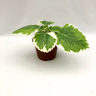 Plectranthus amboinicus 'variegatus' (Variegated C Oregano)