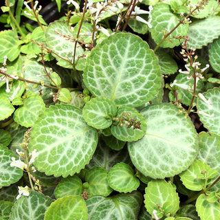 Plectranthus oertendahlii