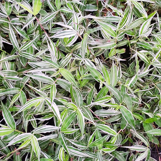 Oplismenus hirtellus 'variegatus'