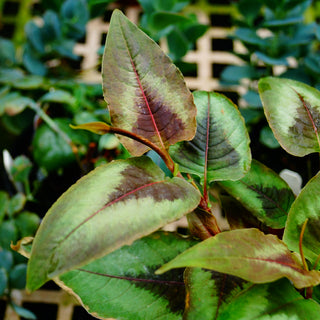 Persicaria microcephala
