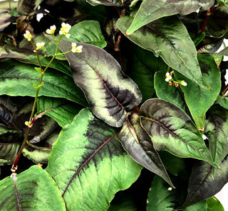 Persicaria microcephala