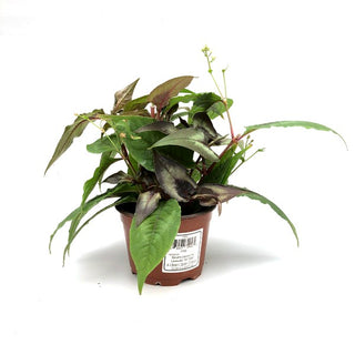 Persicaria microcephala
