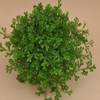 Selaginella kraussiana