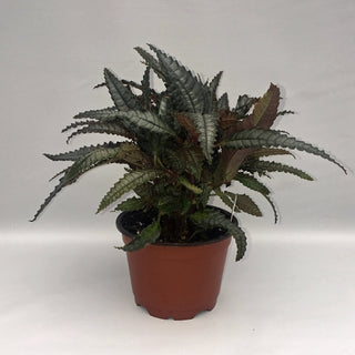 Pilea hitchcockii 'Dark Mystery'