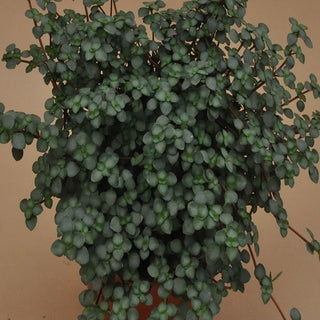 Pilea glauca