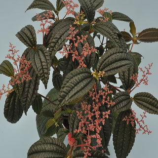 Pilea grandifolia 'Coral'