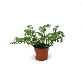 Pilea microphylla