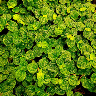 Pilea mucosa