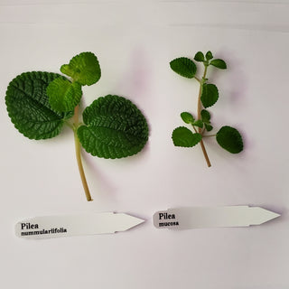Pilea mucosa
