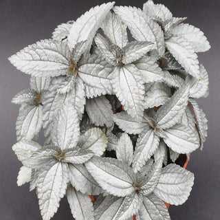 Pilea pubescens 'Silver Cloud'