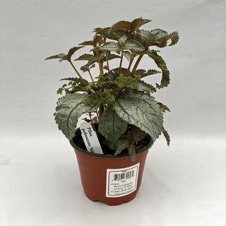 Pilea pubescens 'Silver Cloud'