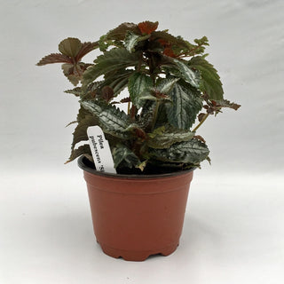Pilea pubescens 'Silver Tree'