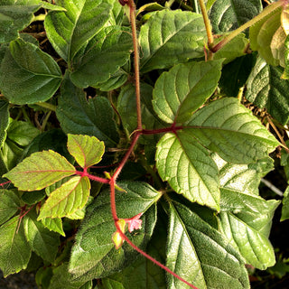 Cissus adenopoda