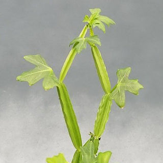 Cissus quadrangularis