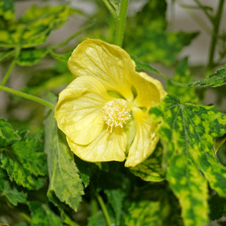 Abutilon pictum 'Thomsonii' (yellow flower)