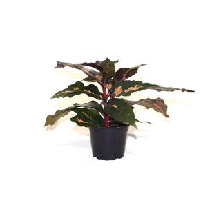 Graptophyllum pictum