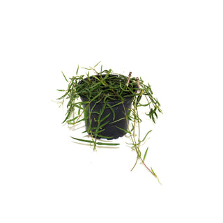 Ceropegia linearis "String of Needles"