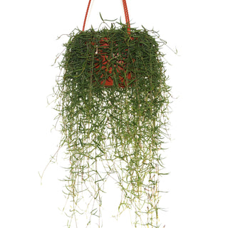 Ceropegia linearis "String of Needles"