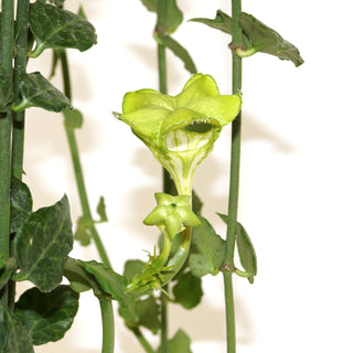 Ceropegia sandersonii