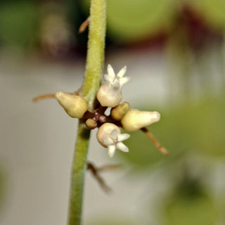 Dischidia nummularia