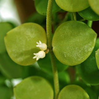 Dischidia nummularia