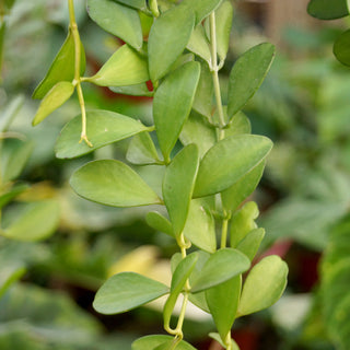 Dischidia oiantha