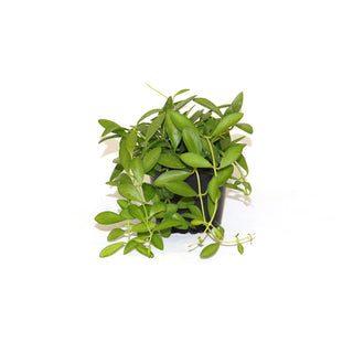 Dischidia oiantha