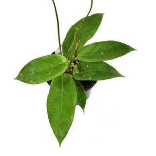 Hoya sp. UT-033
