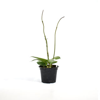 Hoya sp. UT-033