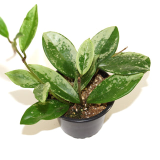 Hoya carnosa 'Silver Moon' (AH-074)