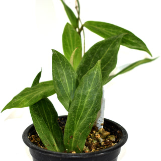Hoya aurigueana