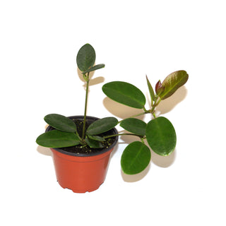 Hoya australis