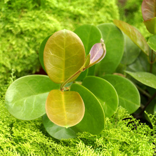 Hoya australis