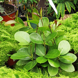 Hoya australis
